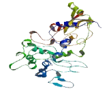 Calponin Homology Domain Containing Protein 2 (CHDC2)