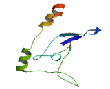 Chromosome X Open Reading Frame 65 (CXorf65)