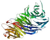 Cirrhosis, Autosomal Recessive 1A (CIRH1A)