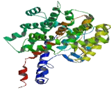 Citrate Synthase (CS)