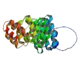 Clathrin, Heavy Polypeptide Like 1 (CLTCL1)