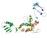 Cleft Lip And Palate Associated Transmembrane Protein 1 Like Protein (CLPTM1L)