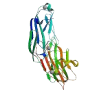 Clumping Factor A (ClfA)