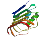 Cluster Of Differentiation 14 (CD14)