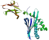 Cluster Of Differentiation 1c (CD1c)