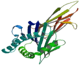 Cluster Of Differentiation 1d (CD1d)