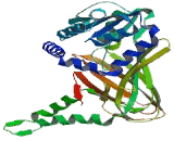 Coactivator Associated Arginine Methyltransferase 1 (CARM1)