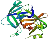 Coagulation Factor IX (F9)