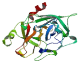 Coagulation Factor XII (F12)