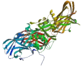 Coagulation Factor XIII A1 Polypeptide (F13A1)