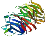 Coatomer Protein Complex Subunit Alpha (COPa)