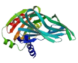 Coatomer Protein Complex Subunit Gamma 1 (COPg1)