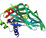 Coatomer Protein Complex Subunit Gamma 2 (COPg2)