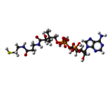 Coenzyme A (CoA)