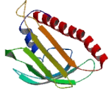 Coenzyme Q10 Homolog A (COQ10A)