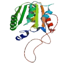 Coenzyme Q3 Homolog, Methyltransferase (COQ3)