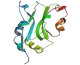 Cofilin 1 (CFL1)