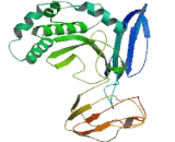 Coiled Coil And C2 Domain Containing Protein 2B (CC2D2B)