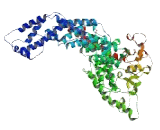 Coiled Coil Domain Containing Protein 13 (CCDC13)