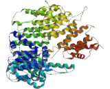 Coiled Coil Domain Containing Protein 132 (CCDC132)