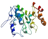 Coiled Coil Domain Containing Protein 135 (CCDC135)