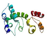 Coiled Coil Domain Containing Protein 140 (CCDC140)