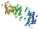 Coiled Coil Domain Containing Protein 142 (CCDC142)