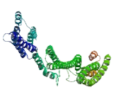 Coiled Coil Domain Containing Protein 22 (CCDC22)