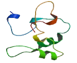 Coiled Coil Domain Containing Protein 33 (CCDC33)