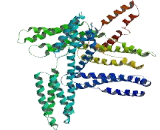 Coiled Coil Domain Containing Protein 37 (CCDC37)