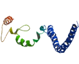 Coiled Coil Domain Containing Protein 39 (CCDC39)