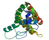 Coiled Coil Domain Containing Protein 43 (CCDC43)