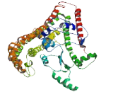 Coiled Coil Domain Containing Protein 48 (CCDC48)