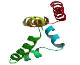 Coiled Coil Domain Containing Protein 58 (CCDC58)