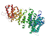 Coiled Coil Domain Containing Protein 67 (CCDC67)