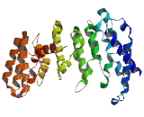 Coiled Coil Domain Containing Protein 81 (CCDC81)