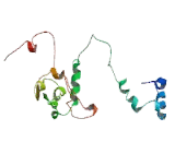 Coiled Coil Domain Containing Protein 85B (CCDC85B)