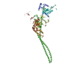 Coiled Coil Domain Containing Protein 88B (CCDC88B)