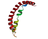 Coiled Coil Domain Containing Protein 88C (CCDC88C)