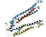 Coiled Coil Domain Containing Protein 89 (CCDC89)