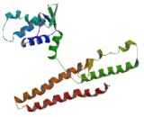 Coiled Coil Domain Containing Protein 94 (CCDC94)