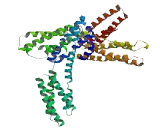 Coiled Coil Domain Containing Protein 96 (CCDC96)