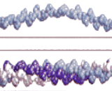 Collagen Type I (COL1)