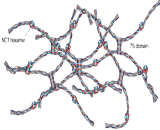 Collagen Type IV (COL4)