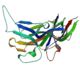 Collagen Type IV Alpha 2 (COL4a2)