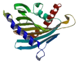 Collagen Type IV Alpha 3 Binding Protein (COL4a3BP)