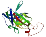 Collagen Type IV Alpha 4 (COL4a4)