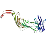 Collagen Type VI Alpha 6 (COL6a6)