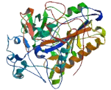 Collagen Type XXV (COL25)