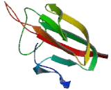 Complement Component 1, Q Domain Containing Protein 1 (C1qDC1)